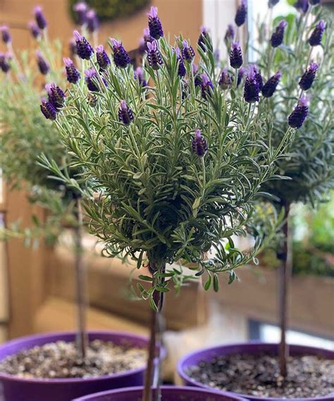 Lavander tree. To plant lavender, or transplant lavender, into a pot, fill your chosen pot with your growing medium and make a large hole, larger than the root ball of your plant. Put the plant in the hole and plant it at the same level as in the nursery pot. Backfill the hole and firm the plant in well and give it good water. 