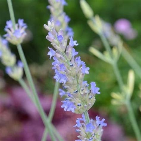 Lavandula × heterophylla (Gaston Allard Group)