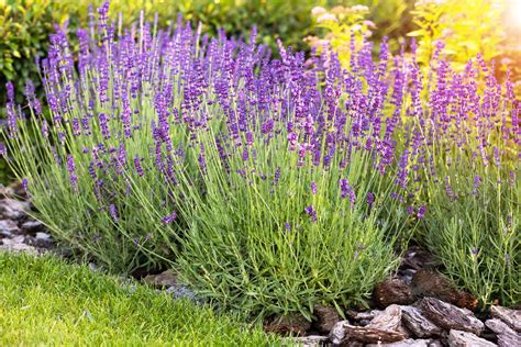 Lavendar Onlyfans Leak