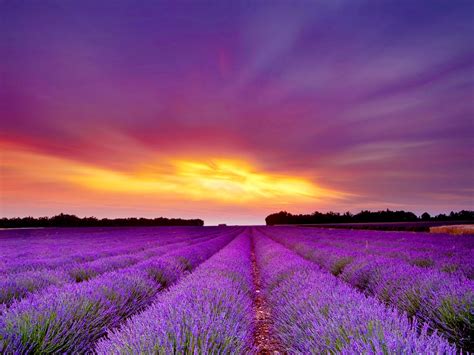 Lavendar field. Rowley Creek Lavender Farm. Driving time from Chicago: Three hours. Flowers are only part of the allure of this farm in Wisconsin’s Baraboo Bluffs. Plan your (free) visit to see 13 varieties of ... 