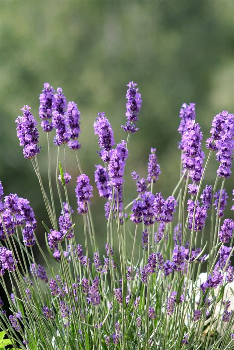 Lavendel