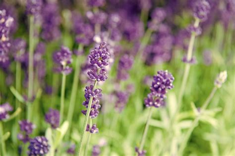 Lavendel &ndash; allt om odling, anv&auml;ndning och doftens kraft