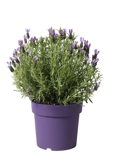 Lavendel - Plantering och sk&ouml;tsel: En v&auml;xtguide fr&aring;n Dahliag&aring;rd