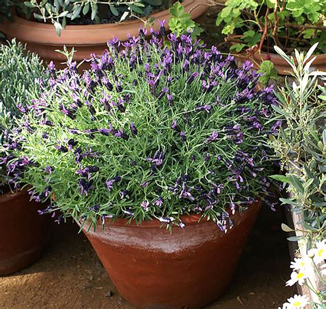 Lavendel inomhus