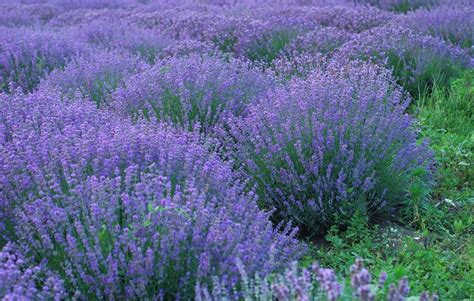 Lavendel sorter