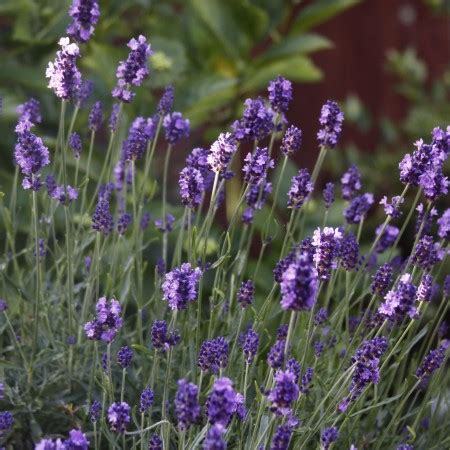 Lavender: Lady Lavender Overview - Growing Tips