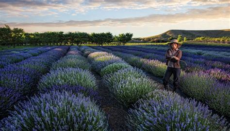 Lavender - Sage Creations Organic Farm