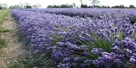 Lavender Farming In Kenya