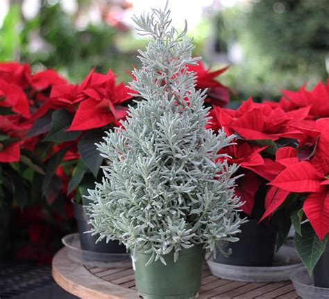 Lavender Holiday Tree - Calloway