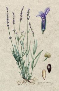 Lavender Oil Natural Ingredient Resource Center