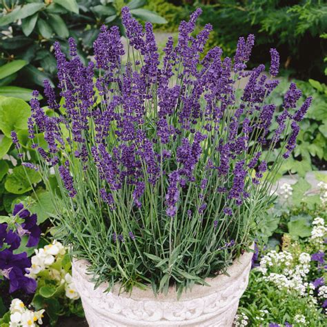 Lavender Plant Gif