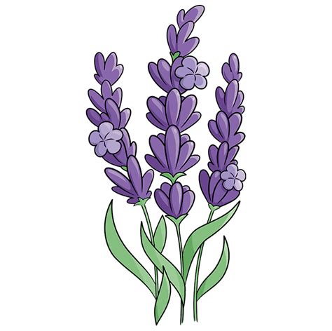 Lavender Plants Drawing