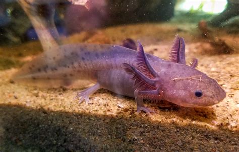 Lavender axolotl. The Lavender Axolotl is light in color that ranges from silver to purple with red to gray gills. It also has spots across its back which can either be dark or gray. This morph is highly desired among people who keep axolotls as pets, however, it is very rare with most being found in the United States of America. 