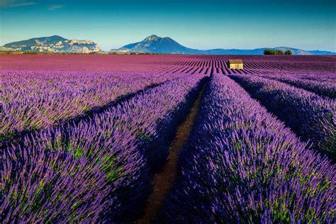 Lavender is sold as a tobacco alternative and is used as an agent in vapor. Lavender flowers are marketed specifically for their natural healing properties and alleviation of ailme.... 
