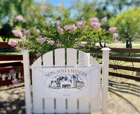 Lavender farm newcastle. Newcastle Lavender Farm Sat 01 Jun 2024 09:30AM. Apply a Coupon · Use a Voucher · Buy a Voucher. This event is fully booked! 
