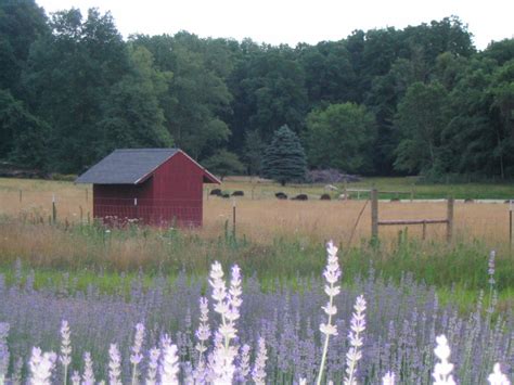 Jun 15, 2023 · Southwest Michigan Lavender Farms & Fields.