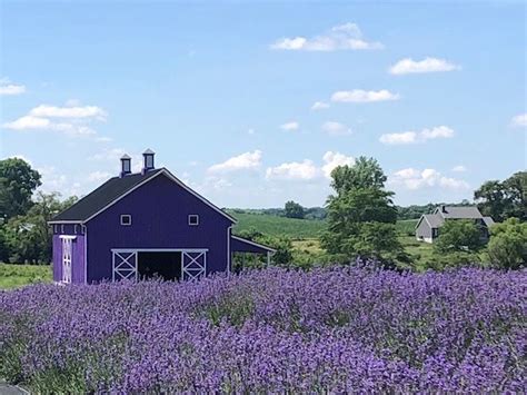 Lavender farm orrville ohio. Abundantly Blessed Farm. 894 likes · 187 talking about this. We are a small, woman-owned, family farm in north central Ohio growing lavender and other herbs. 