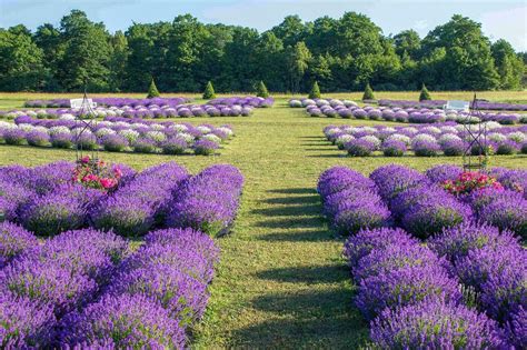 Lavender farming. Planting Your Lavender. Planting lavender takes a few simple steps: Prepare the area by removing rocks, debris, and weeds. Till the soil to a depth of 12 inches. Dig a hole that's … 