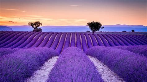Lavender fields