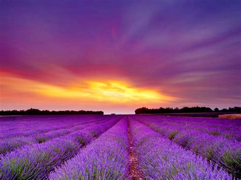 Lavender fields. 