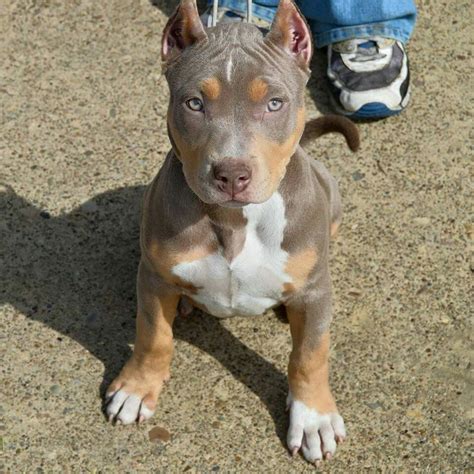 A White Merle Bully is a variant of the American Bully breed characterized by its predominantly white coat with distinctive merle-patterned patches. The merle pattern results in mottled spots or streaks of color. This unique appearance often comes with blue or heterochromia (two different colored) eyes.