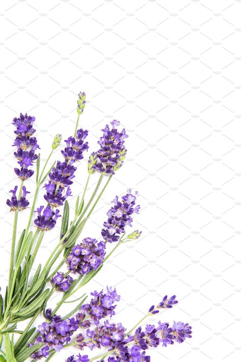 Lavender on White Background - Etsy