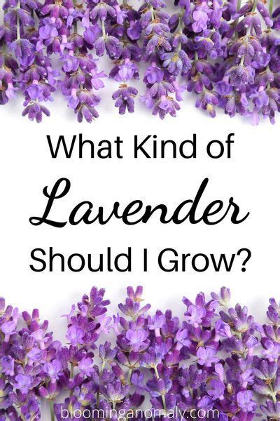 🍆 Lavenderandroses Leaked [SEX VIDEO]
