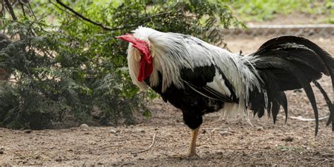 Though game fowl share a common ancestor, the Kelsos, Clarets, Asils, Greys, Radios, Typewriters, Muffs, Hennys, Sweaters, Hatches and Roundheads — as well as the subtypes and crosses of all .... 