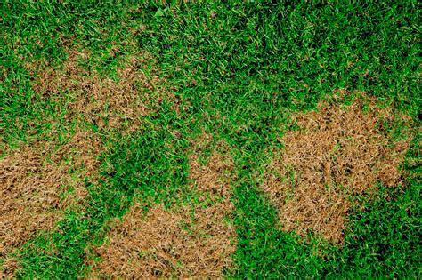 Lawn Fungus Treatment Lawn Disease & Fungus Control - Luxury …