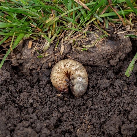 Lawn Grubs How to Identify, Prevent and Control