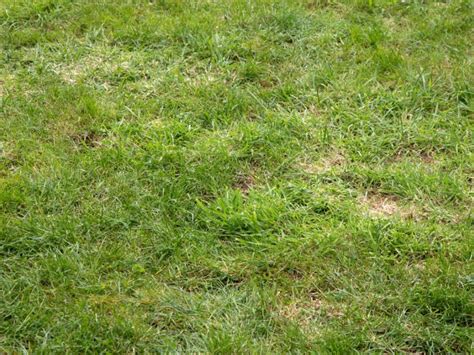 Lawn Leveling Sand Fills Low Spots In Uneven Lawns