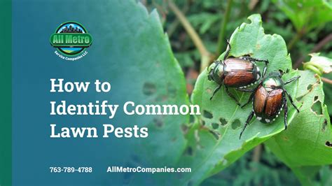 Lawn Pests Common Pests in Your Lawn and How to Control Them