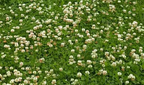 Lawn Weeds With Little White Flowers