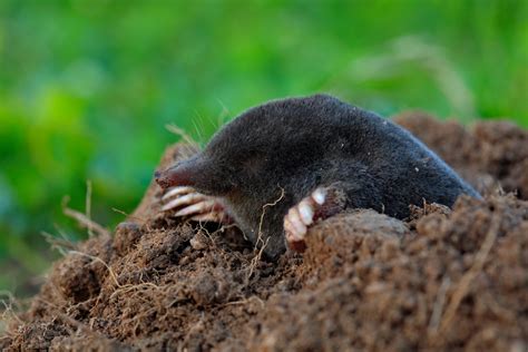 Lawn moles. Mole Deterrents and Traps. If you wish to rid your landscape of moles, there are a few things you can try in order to deter them from tunneling. First, be proactive; moles prefer to tunnel in damp soils, so be sure you aren't overwatering your lawn. Trapping is the most effective way to end mole tunneling in your landscape. 