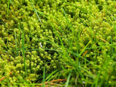 Lawn moss. Most mosses prefer damp, shaded areas, but a few (e.g., the silvery thread moss) can tolerate dry conditions and are often found in sunny areas. Mosses can only develop in bare areas. They do not kill turf, but merely grow where turf is not living. Often the very conditions that result in loss of turf (poor drainage, shade) are ideal for mosses. 