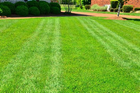 Lawn overseeding. Overseeding a lawn that needs improvement is the best thing you can do for your lawn in the fall. Whether a partial renovation is needed, bare spots need to be patched, or a thinning lawn needs a bit of restoration, overseeding a lawn is a must for repairing after a long summer. 
