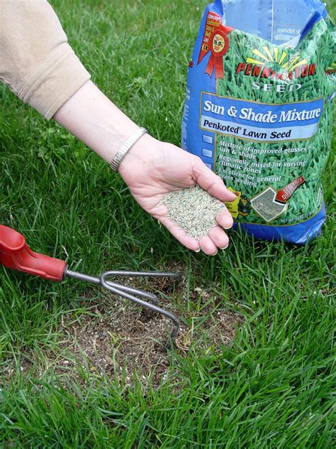 Lawn seed winter. 1. Mow Low. Before overseeding your thin lawn, cut your grass shorter than normal and bag the clippings. After mowing, rake the lawn to help loosen the top layer of soil and remove any dead grass and debris. This will give the grass seed easy access to the soil so it can root more easily after germinating. 2. 