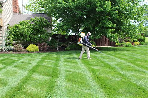 Lawn treatment services. Murphy lawn professionals for weed control, grass fertilization, core lawn aeration, lawn insect control, annual fire ant treatment. 