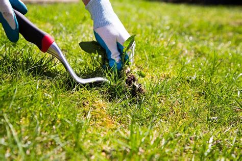 Lawn weed control service. Weed Control. Protect your investment with a customized Weed Control program that will help eliminate unsightly broadleaf weeds. Surface Insect Control. Protect … 
