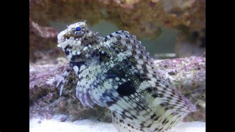 Lawnmower Blenny best Algae eater, Marine fish and …