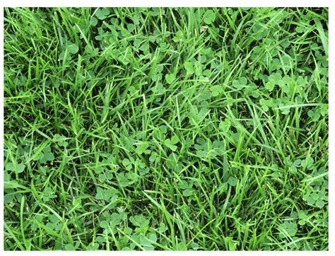 Lawns and Microclover University of Maryland Extension …