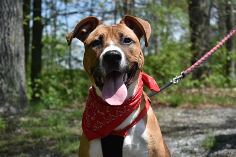 Lawrence county humane society. Meet Indiana Pitbull mix Neutered male Approx. 1 1/2 years old Likes: other dogs around his size or larger, going for walks, and treats. He is very food motivated. Dislikes: […] 