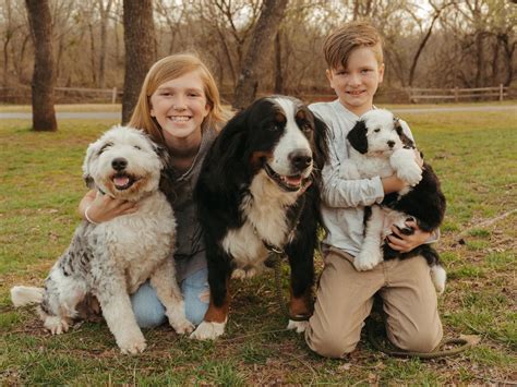 F1B Goldendoodles standards and minis, F1B Bernedoodles, standards and minis Cavapoos F1 and F1B up to date on all shots, de-wormed, 2 yr. health guarantee. Great with kids and... Goldendoodle-Poodle (Miniature) Mix Dog Breeder. in USA RICHMOND, IL, US. Gold breeder. Wolfpack Poodles and Doodles of Florida .... 