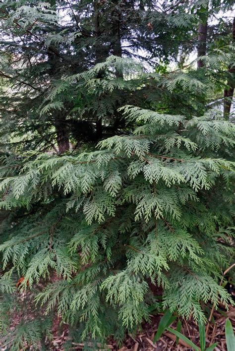 Lawson cedars. Things To Know About Lawson cedars. 