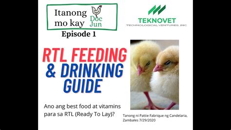 Layer Poultry Farming: Food and Vitamins for RTL - Ready to Lay ...