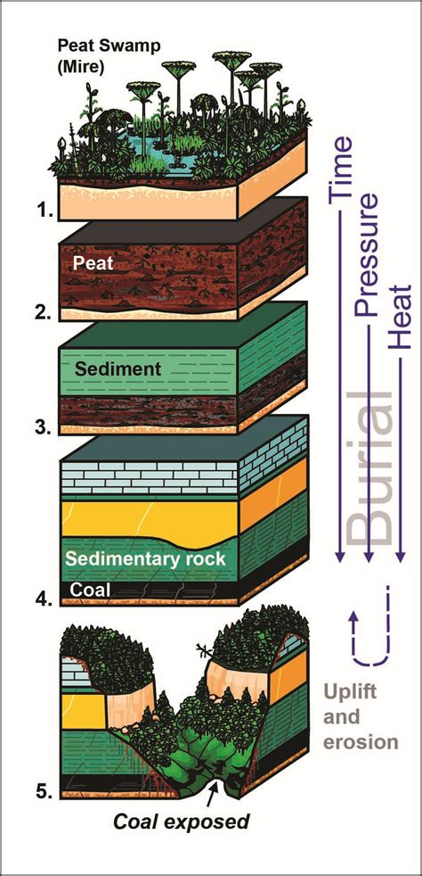 The bituminous Bevier coal layer in southeastern Kansas is, on average, about 1.5 feet thick. Coal is a firm, brittle, and easily combustible sedimentary rock derived mainly from compacted plant debris, including ferns and club mosses. Depending on its quality, or grade, coal is divided into three main categories: anthracite, bituminous, and ... . 