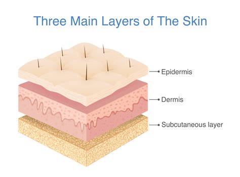 Layers of the skin milady. An oily substance that protects the surface of the skin and lubricates both skin and hair. "Oil glands", appendages attached to follicles that produce sebum. Outermost layer of the skin, composed of five layers. Composed of keratin, comprise 95% of the epidermis, contain both proteins and lipids. 