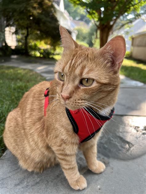 Layla Feline Onlyfans Leak