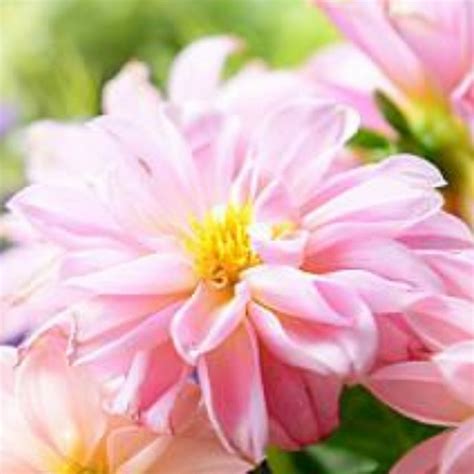 Laylalovesyou Onlyfans Leak XxX 134 Pics