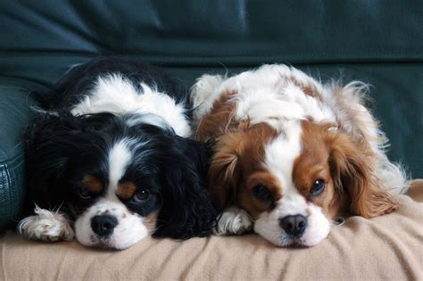 Lazy Dog Breeds: 20 Low Maintenance Dogs For Busy People